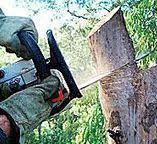 Tree and Shrub Care in Chester, PA