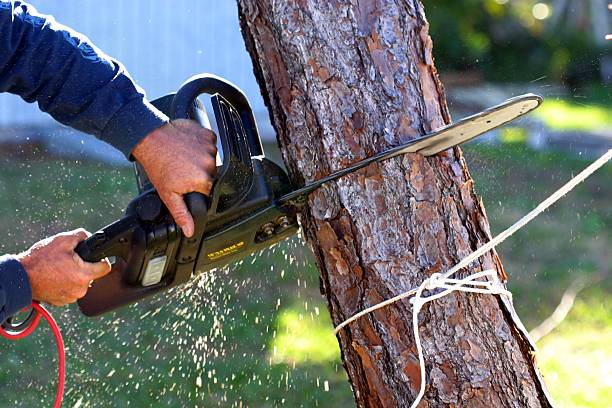 Professional Tree Care in Chester, PA