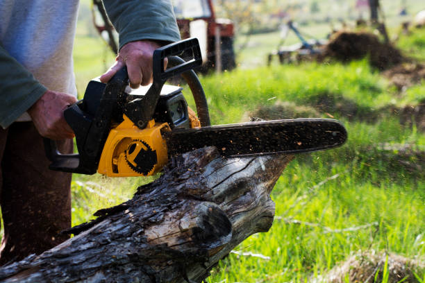 How Our Tree Care Process Works  in  Chester, PA